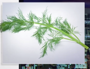 2015-03-02_07-23-50-dill